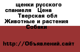 щенки русского спаниеля › Цена ­ 5 000 - Тверская обл. Животные и растения » Собаки   